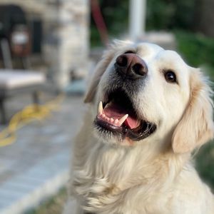 Meet your Posher, Sterling